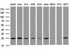 TRAPPC4 Antibody in Western Blot (WB)