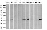 TRIB3 Antibody in Western Blot (WB)