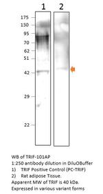 TRIF Antibody in Western Blot (WB)