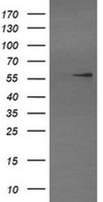 TRIM22 Antibody in Western Blot (WB)