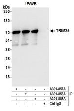 TRIM25 Antibody in Western Blot (WB)