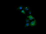 TRIM38 Antibody in Immunocytochemistry (ICC/IF)