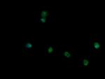 TRIM45 Antibody in Immunocytochemistry (ICC/IF)