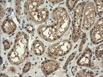 TRIM45 Antibody in Immunohistochemistry (Paraffin) (IHC (P))