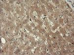 TRIM45 Antibody in Immunohistochemistry (Paraffin) (IHC (P))