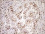 TRIM56 Antibody in Immunohistochemistry (Paraffin) (IHC (P))