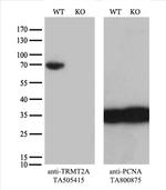 TRMT2A Antibody in Western Blot (WB)