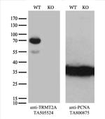 TRMT2A Antibody in Western Blot (WB)