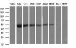 TRMU Antibody in Western Blot (WB)