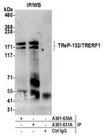 TReP-132/TRERF1 Antibody in Western Blot (WB)