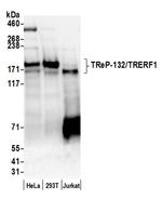 TReP-132/TRERF1 Antibody in Western Blot (WB)