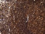 TSN Antibody in Immunohistochemistry (Paraffin) (IHC (P))