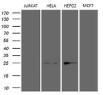 TSN Antibody in Western Blot (WB)