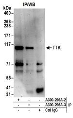 TTK Antibody in Immunoprecipitation (IP)