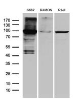 TTK Antibody in Western Blot (WB)