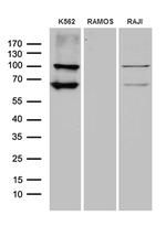 TTK Antibody in Western Blot (WB)