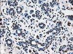 TTLL12 Antibody in Immunohistochemistry (Paraffin) (IHC (P))