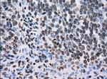 TTLL12 Antibody in Immunohistochemistry (Paraffin) (IHC (P))