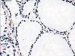 TTLL12 Antibody in Immunohistochemistry (Paraffin) (IHC (P))