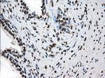 TTLL12 Antibody in Immunohistochemistry (Paraffin) (IHC (P))