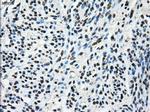 TTLL12 Antibody in Immunohistochemistry (Paraffin) (IHC (P))