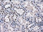 TTLL12 Antibody in Immunohistochemistry (Paraffin) (IHC (P))