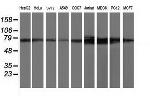 TTLL12 Antibody in Western Blot (WB)