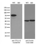 TTLL12 Antibody in Western Blot (WB)