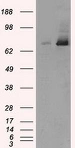 TTLL12 Antibody in Western Blot (WB)