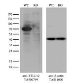 TTLL12 Antibody in Western Blot (WB)