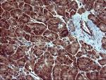 TUBA1B Antibody in Immunohistochemistry (Paraffin) (IHC (P))