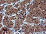 TUBA1B Antibody in Immunohistochemistry (Paraffin) (IHC (P))