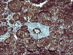 TUBB1 Antibody in Immunohistochemistry (Paraffin) (IHC (P))