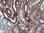 TUBB1 Antibody in Immunohistochemistry (Paraffin) (IHC (P))