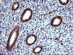 TUBB1 Antibody in Immunohistochemistry (Paraffin) (IHC (P))