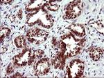 TUBB1 Antibody in Immunohistochemistry (Paraffin) (IHC (P))