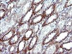 TUBB1 Antibody in Immunohistochemistry (Paraffin) (IHC (P))