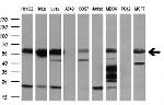 TUBB1 Antibody in Western Blot (WB)