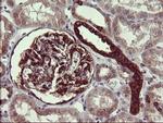 TUBB2B Antibody in Immunohistochemistry (Paraffin) (IHC (P))