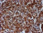 TUBB4 Antibody in Immunohistochemistry (Paraffin) (IHC (P))