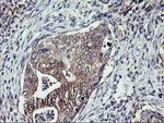 TULP3 Antibody in Immunohistochemistry (Paraffin) (IHC (P))