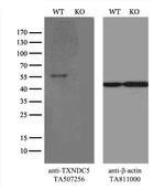 TXNDC5 Antibody in Western Blot (WB)