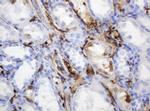 TYMP Antibody in Immunohistochemistry (Paraffin) (IHC (P))