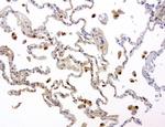 TYMP Antibody in Immunohistochemistry (Paraffin) (IHC (P))