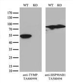 TYMP Antibody in Western Blot (WB)