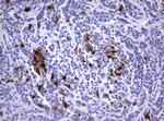 TYMS Antibody in Immunohistochemistry (Paraffin) (IHC (P))