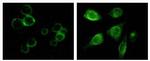 TYRO3 Antibody in Immunocytochemistry (ICC/IF)