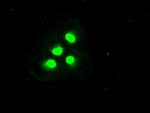 Trim33 Antibody in Immunocytochemistry (ICC/IF)