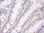 Trim33 Antibody in Immunohistochemistry (Paraffin) (IHC (P))