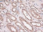 Trim33 Antibody in Immunohistochemistry (Paraffin) (IHC (P))